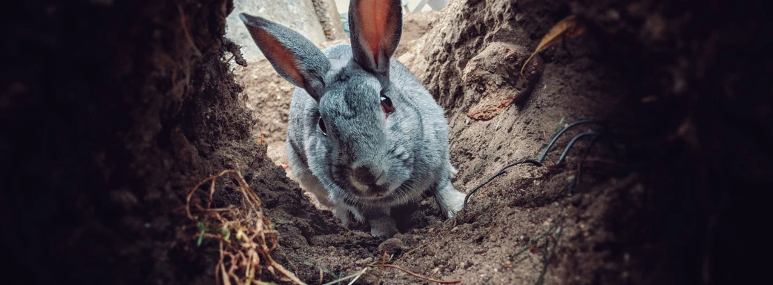 Content Marketing Vorlage "Rabbit-Hole-Methode"